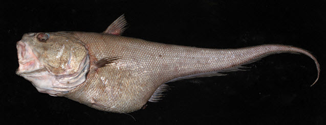 Coryphaenoides thelestomus_0021